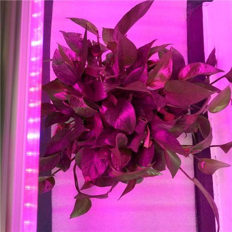 Image of 10Pcs 1/2/3/4 Ft LED Tube T5 Grow Light Red/Blue Spectrum(R:B=5:1) Clear Lens for Indoor Plant Veg and Flower Hydroponic Greenhouse Growing Bar Light
