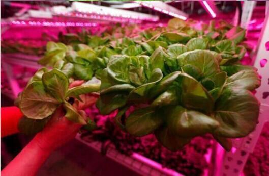 Plant Growth RED:BLUE /660nm:460nm  LED Grow Light  SMD5050 120LEDs  28.8W Per Meter Strip