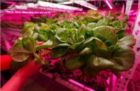 Plant Growth RED:BLUE /660nm:460nm  LED Grow Light  SMD5050 30LEDs  7.2W Per Meter Strip